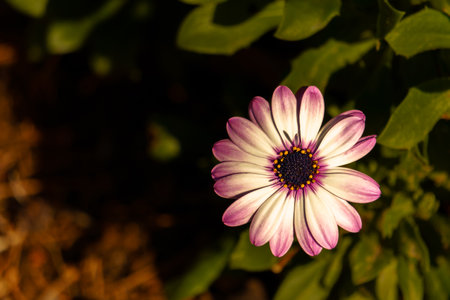 close-up of a sunlit purple gazania daisy with out-of-focus backgroundの写真素材