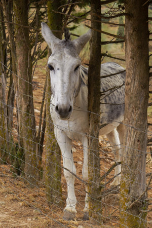 black and white donkey looking at the camera from behind a metal fence peeking through the treesの写真素材