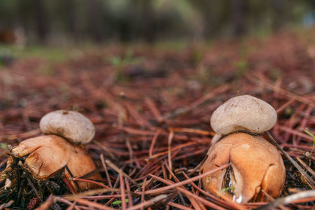 close-up of an earth star mushroom, Geastrum triplex, in a pine forest