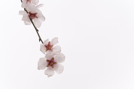 almond blossoms on branch in foreground isolated on white backgroundの写真素材