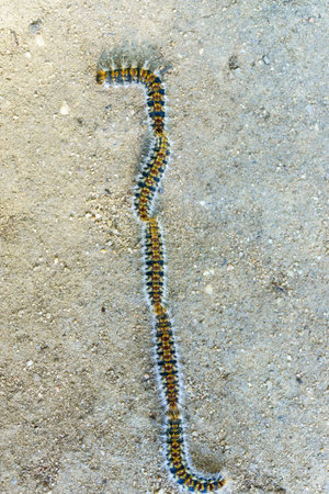 group of processionary caterpillars in a row dangerous pest for animals and plants