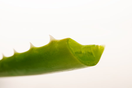 close-up of a cut aloe vera branch isolated on a white backgroundの写真素材