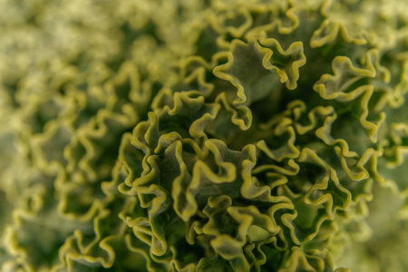 macro photograph of a kale with selective focusingの写真素材