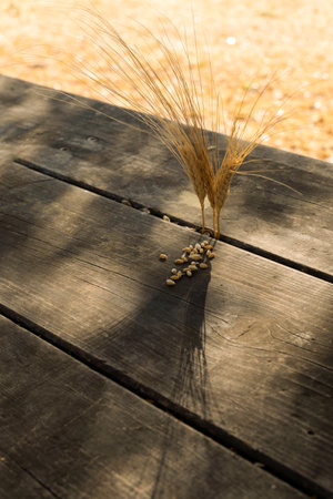 ears of wheat illuminated by the sun on a wooden table with grains taken from an ear of cornの写真素材