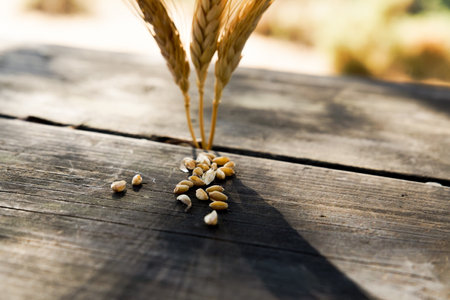 ears of wheat illuminated by the sun on a wooden table with grains taken from an ear of cornの写真素材