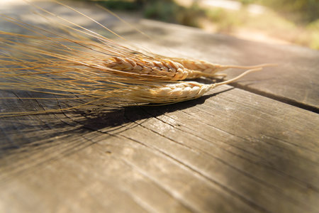 ears of wheat illuminated by the sun on a wooden table with grains taken from an ear of cornの写真素材