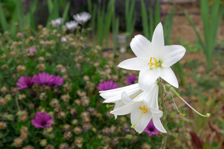 white lily ,Lilium candidum, with out of focus flowers in the background in a gardenの写真素材