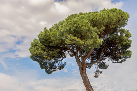 close-up of a pinion pine or Pinus pinea, with a cloudy sky in the background