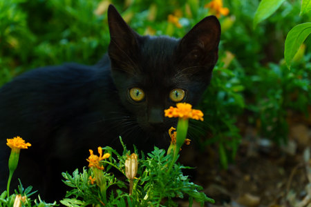 black cat with colorful eyes hidden behind orange flowersの写真素材