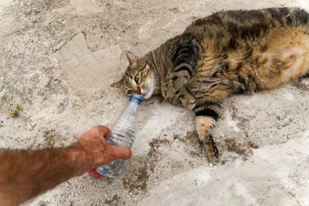man giving water to a stray cat with a plastic water bottle thirsty animal due to high temperaturesの写真素材