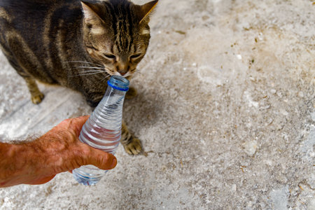 man giving water to a stray cat with a plastic water bottle thirsty animal due to high temperaturesの写真素材