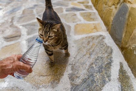 man giving water to a stray cat with a plastic water bottle thirsty animal due to high temperaturesの写真素材