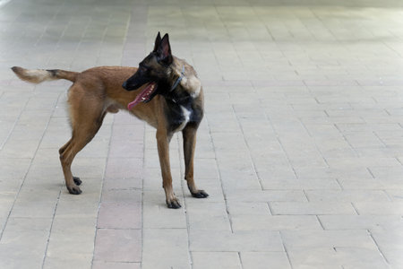 closeup of a Belgian Shepherd Malinois dog for police workの写真素材