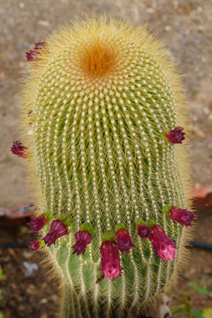 close-up of a Neobuxbaumia Polylopha cactus with colorful flowersの写真素材