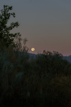 full moon at dawn rising between the mountains in a pine forestの写真素材