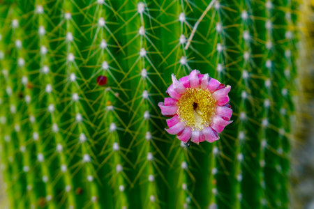 close-up of a Neobuxbaumia Polylopha cactus with colorful flowersの写真素材