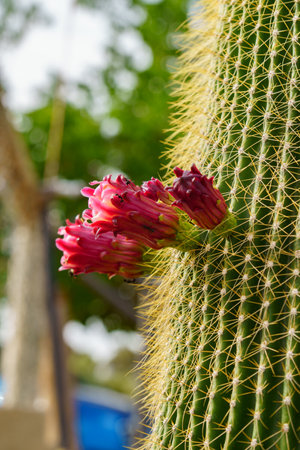close-up of a Neobuxbaumia Polylopha cactus with colorful flowersの写真素材