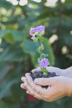 closeup of a sunlit lantana flower growing in a woman's hands with soil,の写真素材