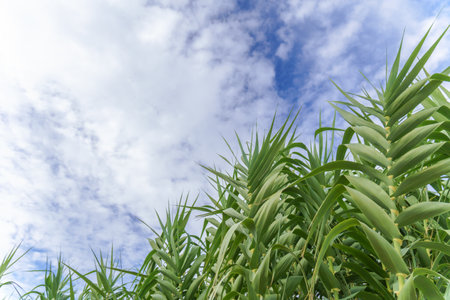 bottom view of a corn field with blue sky and clouds in the backgroundの写真素材