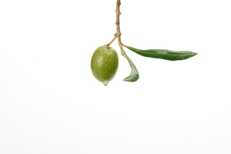 green olive with dewdrops on the branch of an olive tree isolated on a white backgroundの写真素材