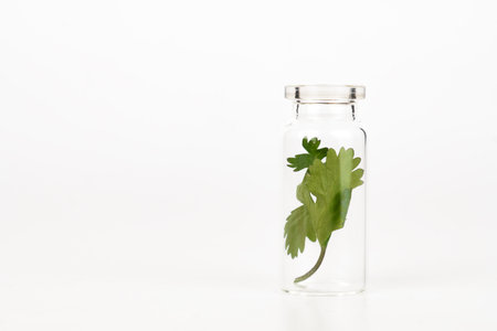 close-up of a glass jar with fresh coriander leaves isolated on a white backgroundの写真素材
