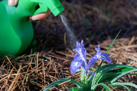 sprayer spraying water on a purple orchid in the fieldの写真素材