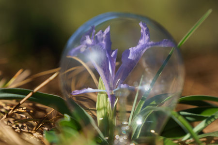 purple orchid inside a crystal sphere in the field