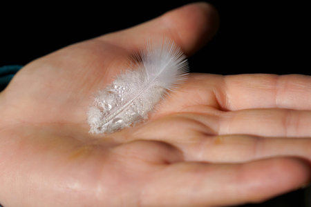 woman's hand with white bird feather with dewdrops isolated on black backgroundの写真素材