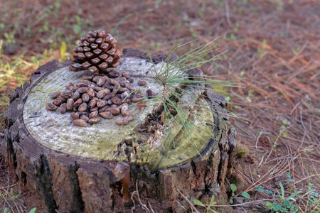 pile of pine nuts on a cut pine trunk in a sunlit forestの写真素材
