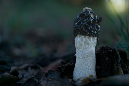 close-up of a Phallus impudicus mushroom growing in a sunlit forest meadowの写真素材