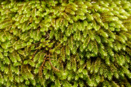 close-up detail of fresh green moss texture backgroundの写真素材