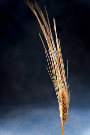 close-up of an isolated ear of wheat on black background and copy spaceの写真素材
