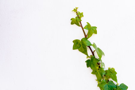 ivy climbing up a white wall with copy spaceの写真素材