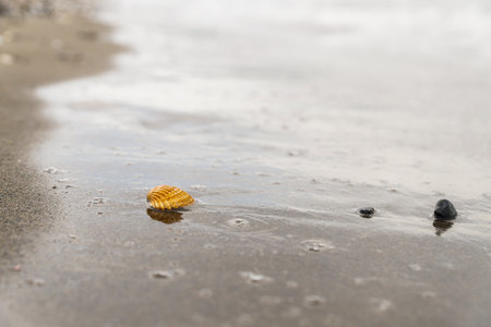 A solitary seashell stands out on a wet sandy beach as the tide recedes, leaving behind a textured...