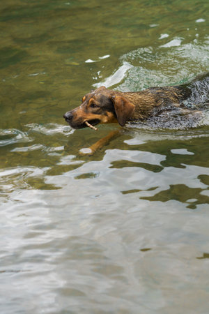 dog playing in a crystal clear lake with a stick in its mouthの写真素材