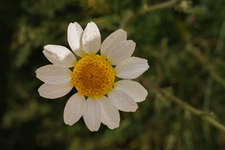 beautiful daisy ,Anacyclus clavatus, growing in the field with dewdrops at dawnの写真素材