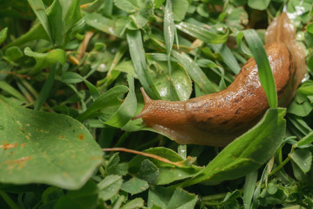 slug crawling among the green grass bladesの写真素材