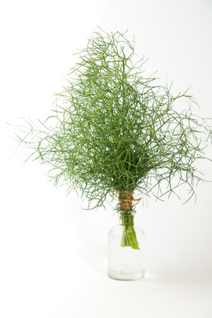 bunch of fennel tied with hemp string in a glass bottle insulated on a white background and copy spaceの写真素材