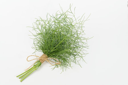 bunch of fennel tied with hemp string insulated on a white background and copy space