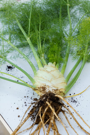 fennel plant with roots with soil freshly pulled from an organic garden on a white table illuminated by sunlightの写真素材