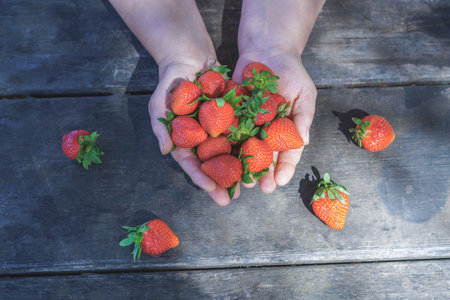 a woman holds sunlit fresh strawberries on a wooden table in a field in her handsの写真素材