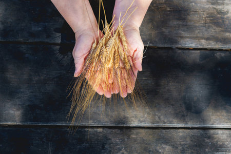 a woman holds sunlit ears of wheat in her hands on a wooden table in the fieldの写真素材