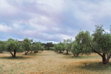 agricultural landscape of an olive tree field with a dramatic cloudy skyの写真素材