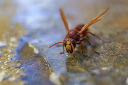 frontal view of an asian wasp, Vespa orientalis, drinking water in a puddle.の写真素材