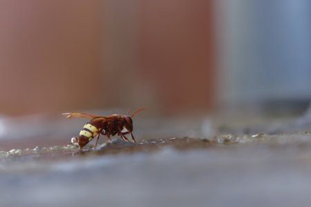 close-up of an asian wasp, vespa orientalis, invasive species.