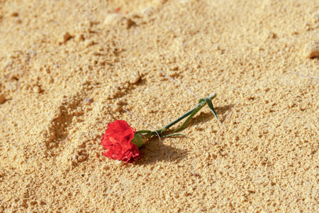 red carnation on the yellow sand of a sunlit bullringの写真素材