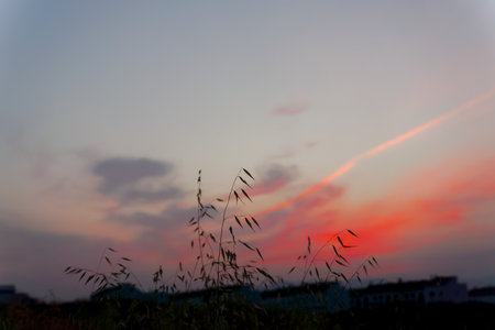 closeup of an oat plant with a cloudy red sky at dawn in the backgroundの写真素材