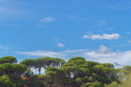 landscape of a pine forest with stone pines and a blue sky with white cloudsの写真素材