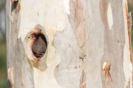 close-up of a eucalyptus tree with a hole in the trunk and copy spaceの写真素材
