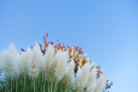 group of pampas grass, Cortaderia Selloana, in the background of a clear blue sky.の写真素材